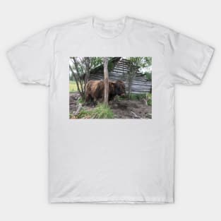 Scottish Highland Cattle Bull 1462 T-Shirt